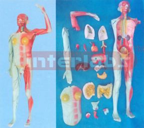 NATURAL MODEL OF THE HUMAN LYMPHATIC SYSTEM (20 PCS/SET) WITHOUT BASE